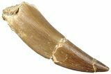 Fossil Plesiosaur (Zarafasaura) Tooth - Morocco #296347-1